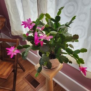 Meet your Posher, Renee